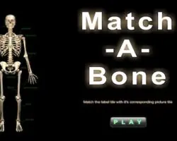 Match A Bone