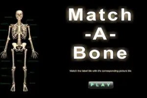 Match A Bone